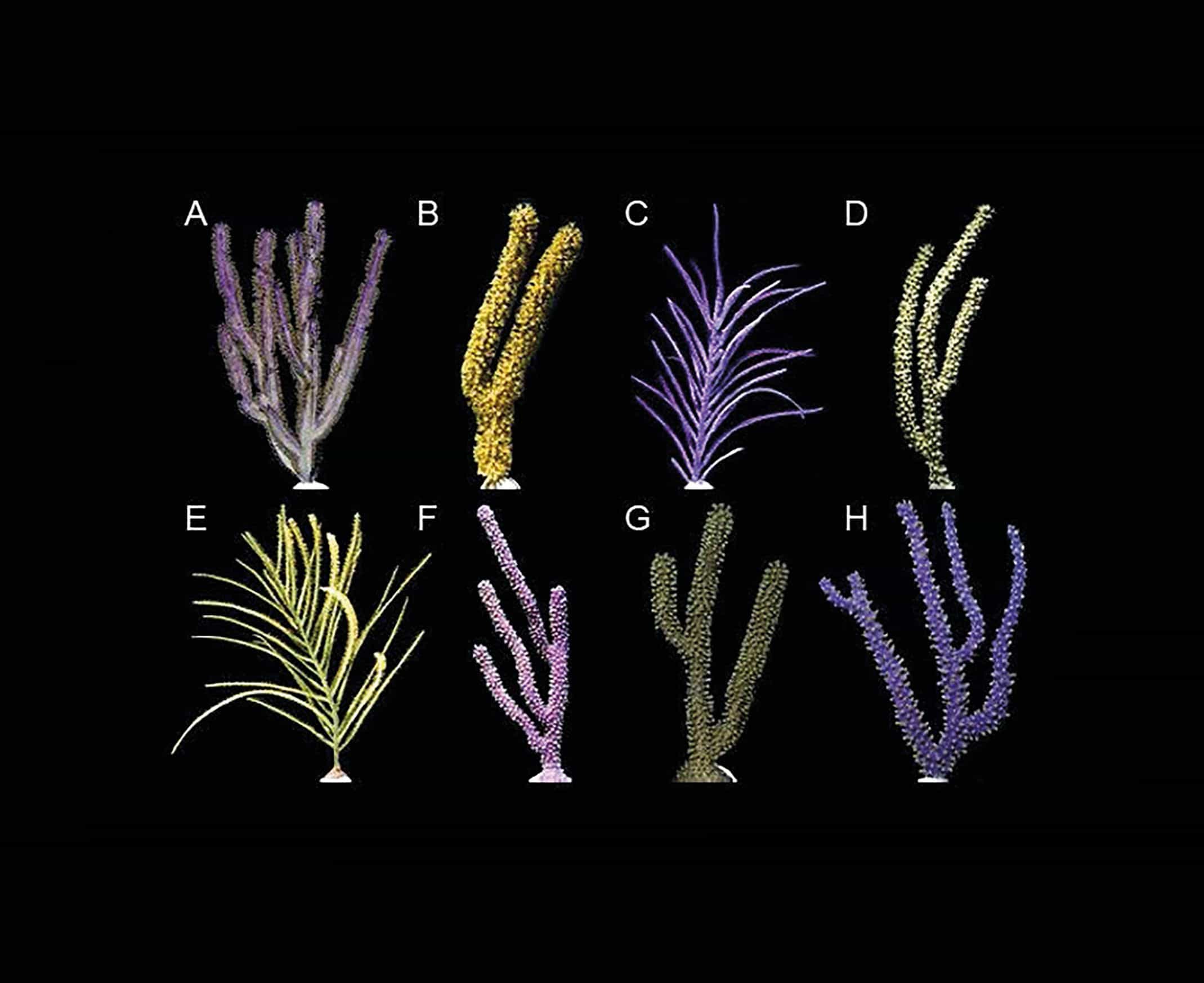 Coral Morphologic
