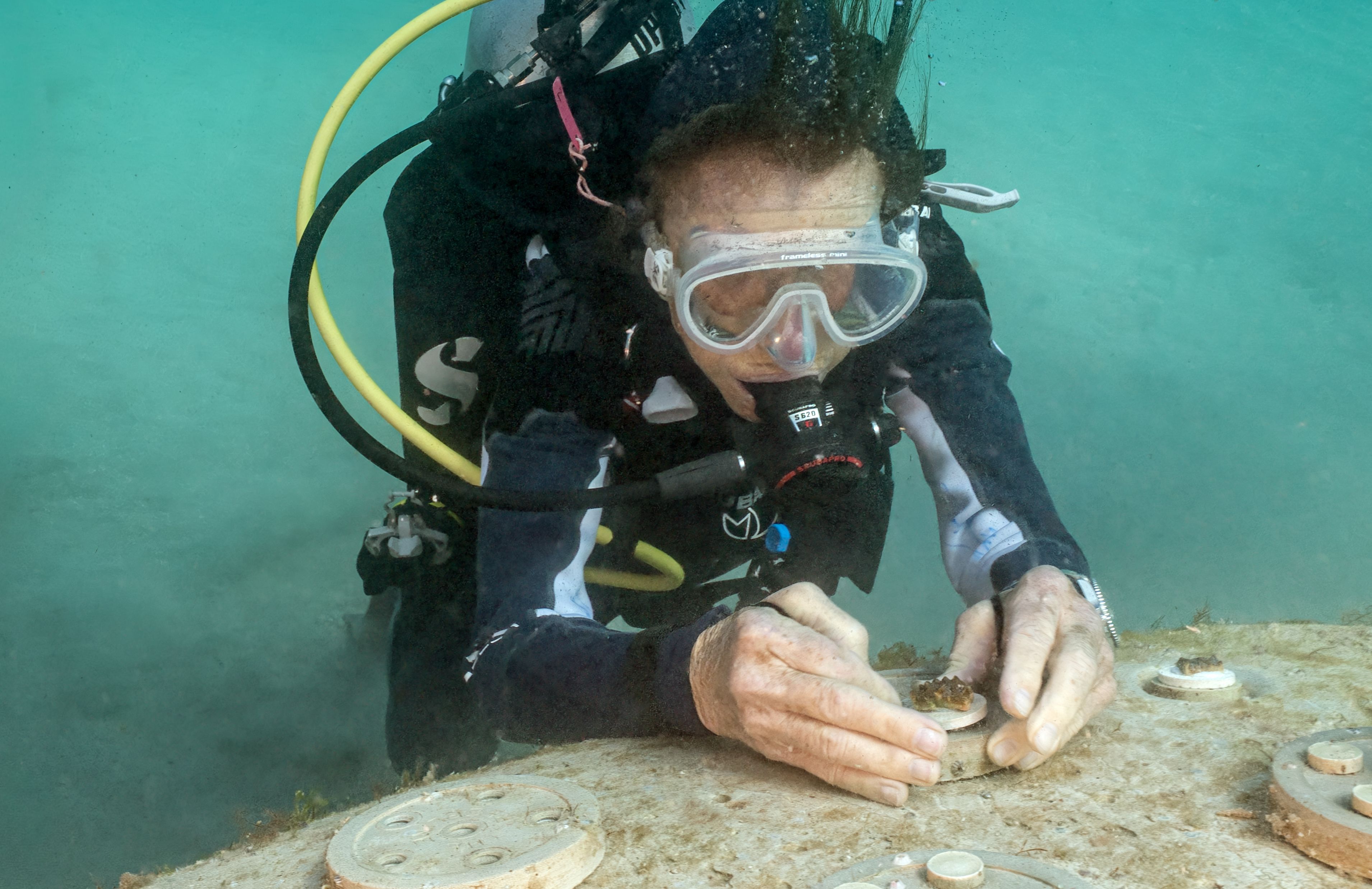 Dr Sylvia Earle outplanting the first corals at REEFLINE